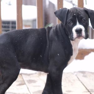 Meet your Posher, Maxine